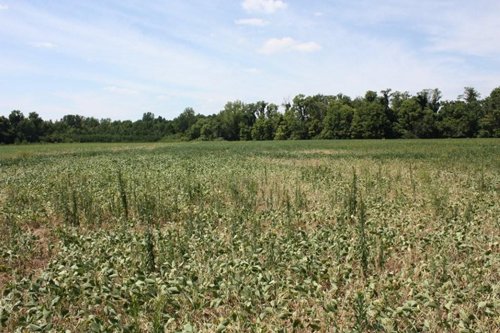 Property photo 2 - 78 Acres offered in 1 tract